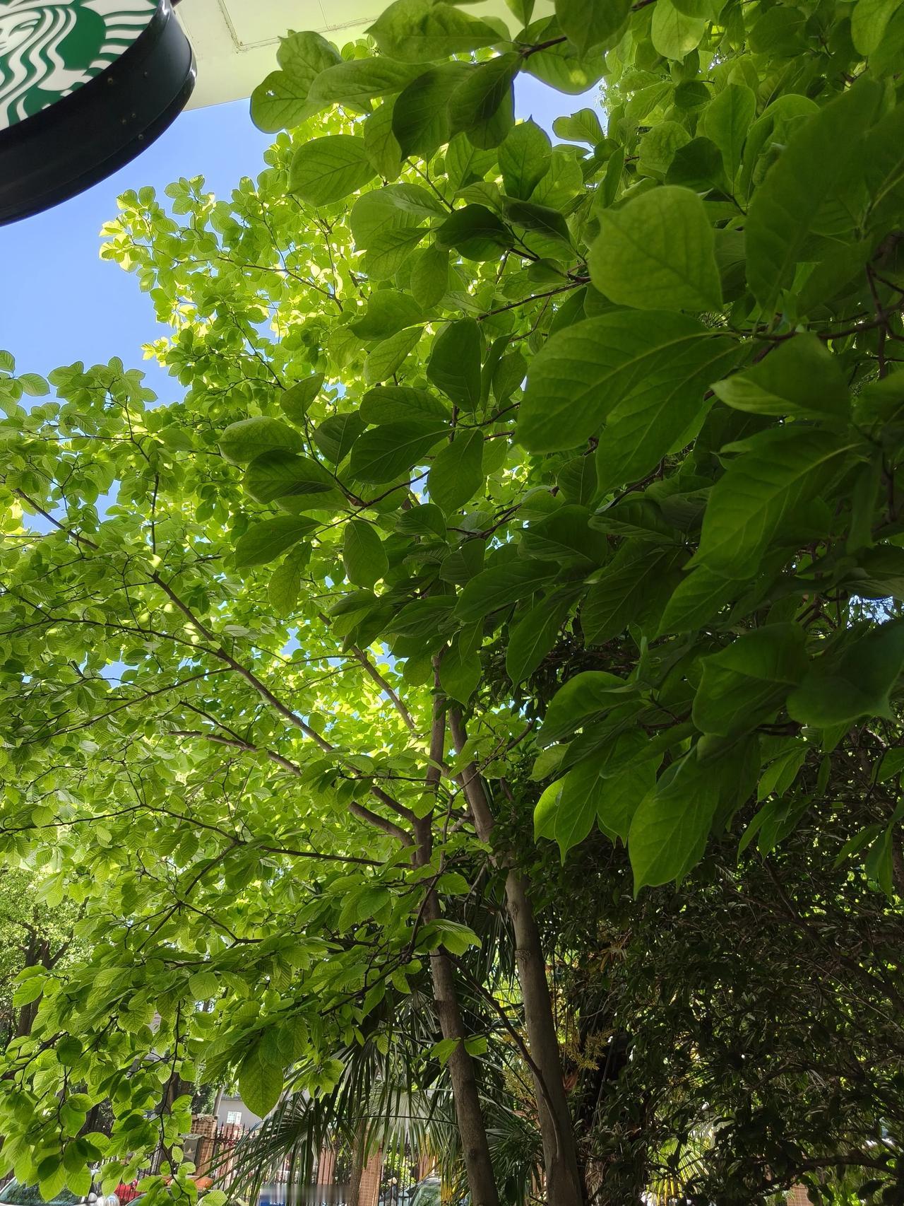 高楼大厦🏙️🏙️绿树红花🌸🌸
今日份随手拍实景图分享！