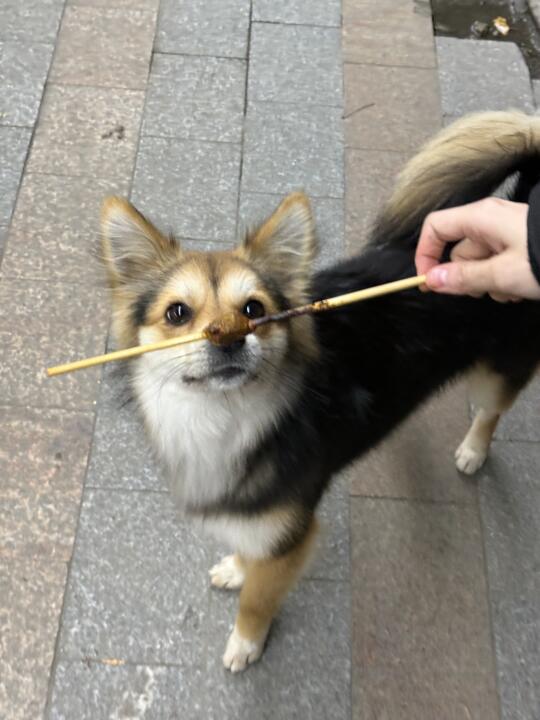 吃了就忘不了的羊肉串，小黑又把我带来了