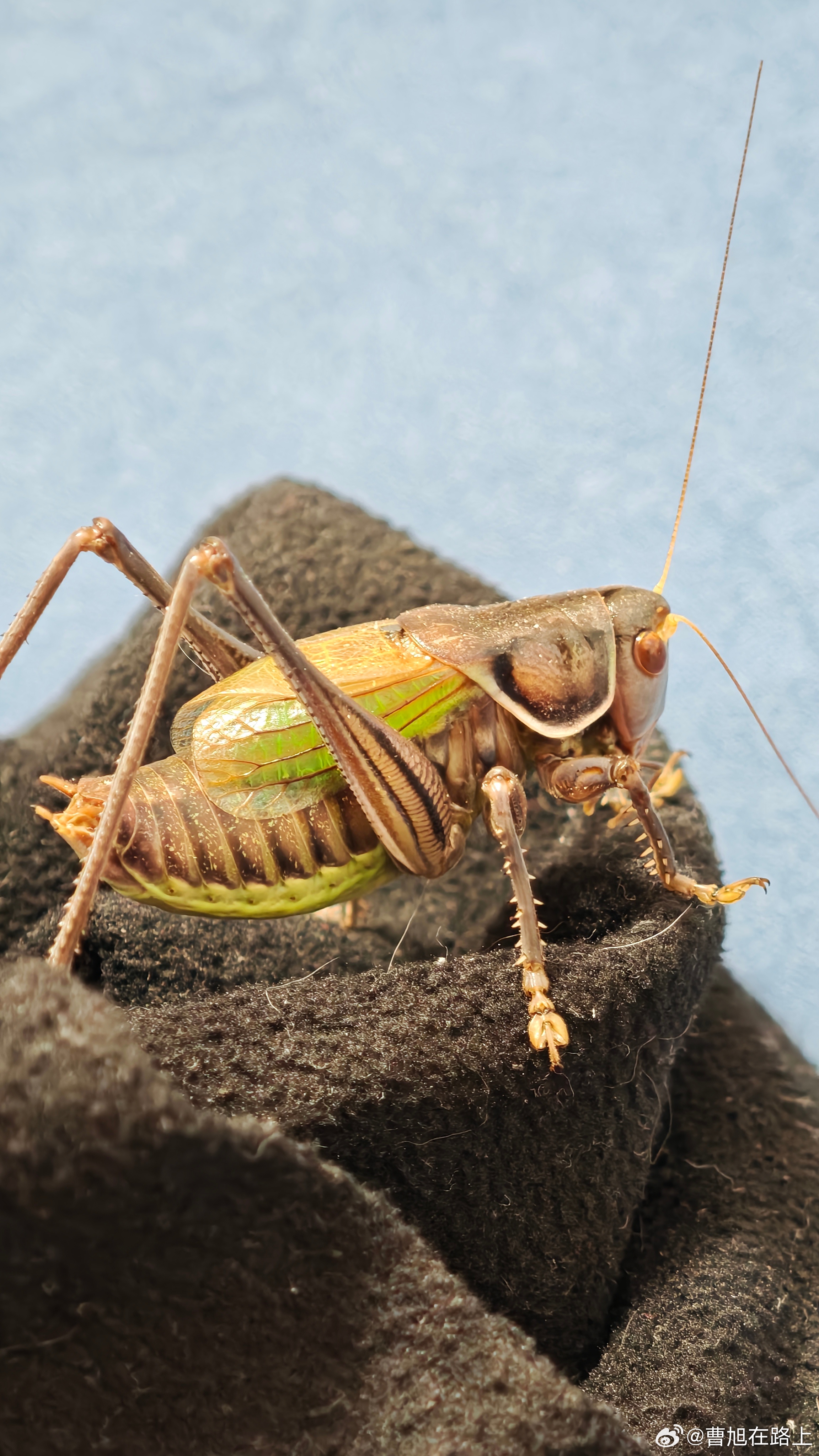 每隔一天吃一粒黄豆这老北京宝可梦已经适应了偶尔看它心情叫两嗓子倒是给这个寒冷季节