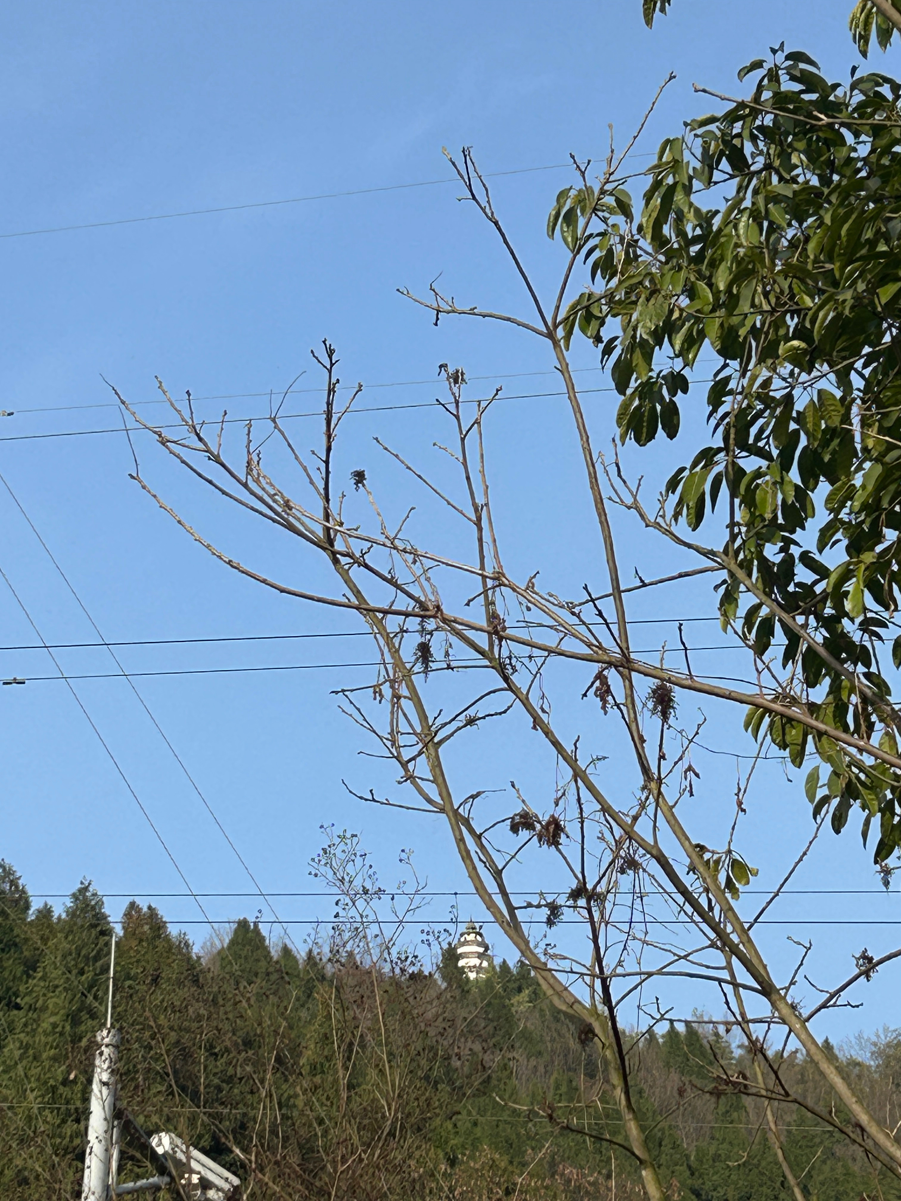 天气终于放晴，蓝天白云看得人心情都亮了。平安夜脚崴后一直没怎么运动，今天实在忍不