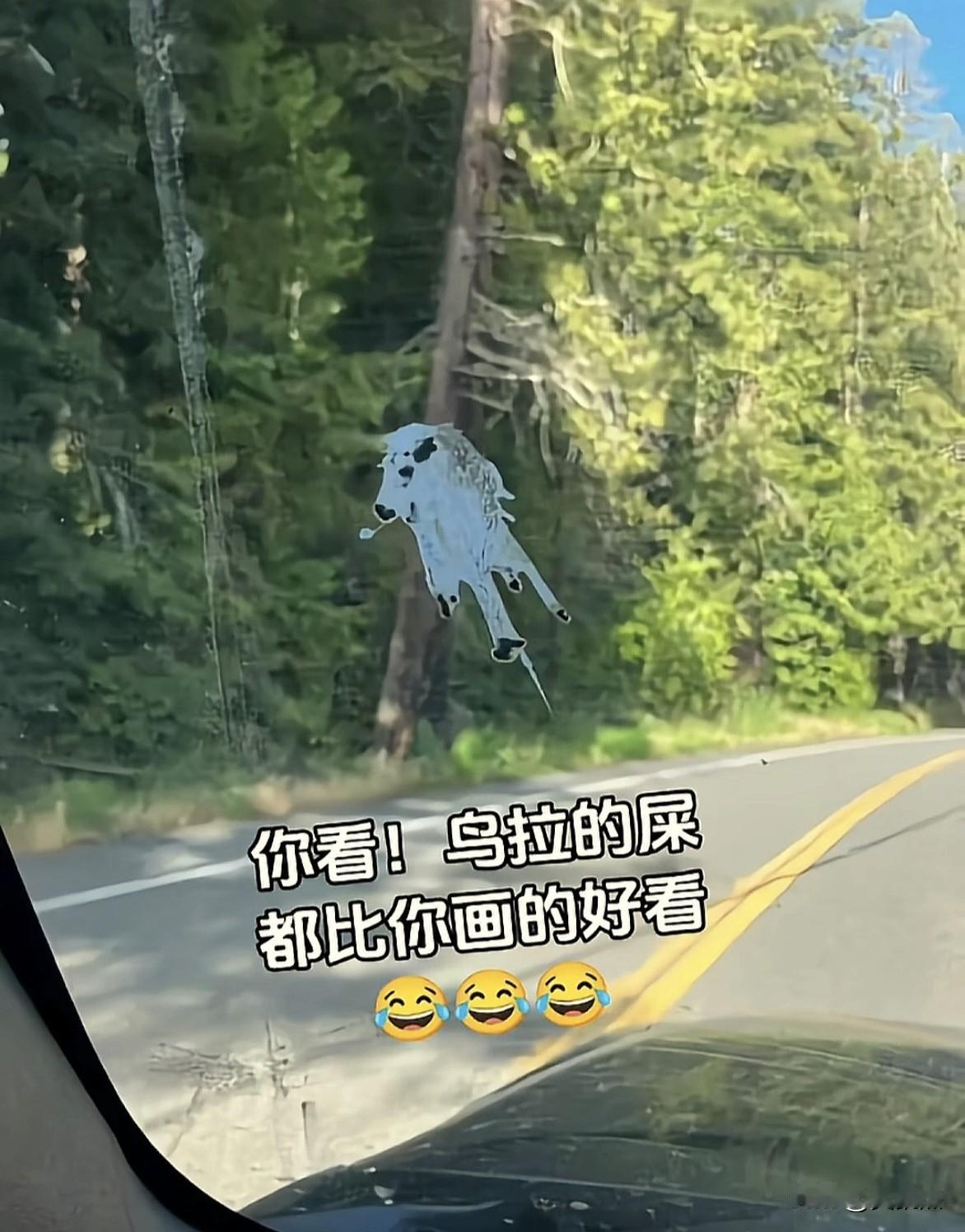 鸟屎也能砸出艺术画，服不服？