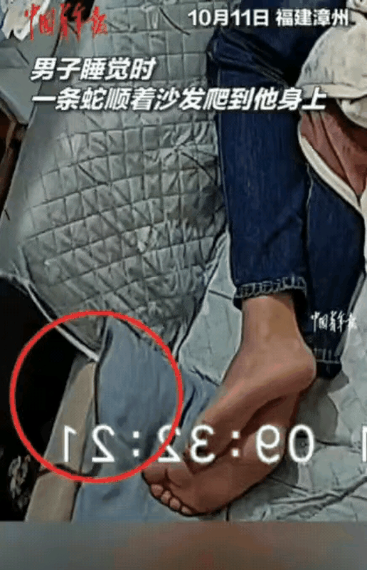 漳州男子沙发遇蛇惊魂，放生操作获赞
 
福建漳州一男子沙发酣睡，后背痒得惊醒。原