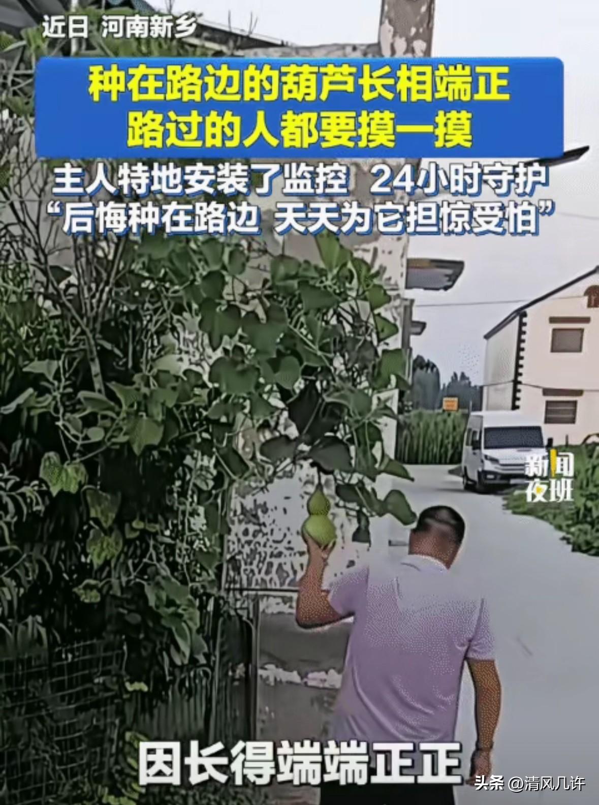 “笑不活了！”河南新乡，男子在路边种的葫芦结果了。没想到，小葫芦因长相端正，路过