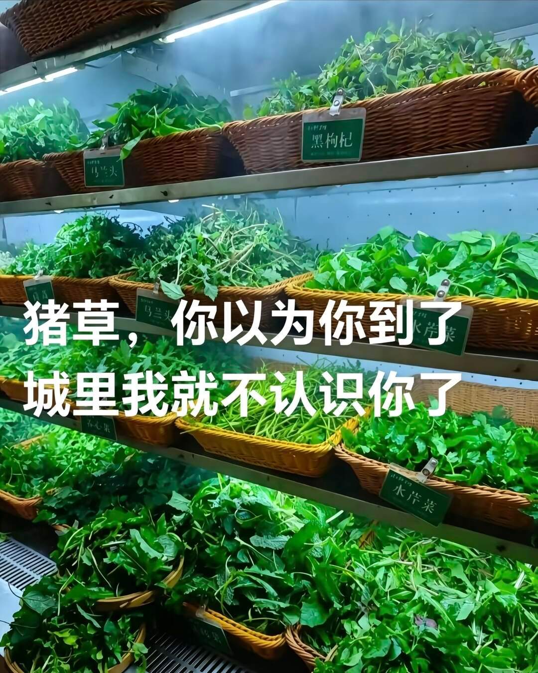 猪草说：真晦气，到了城里还能见到穷亲戚。 