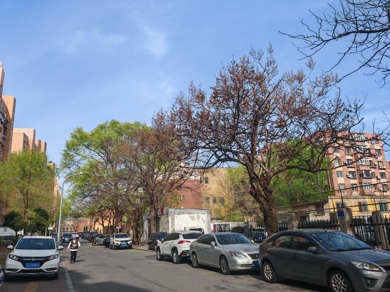 花开树绿初夏到。