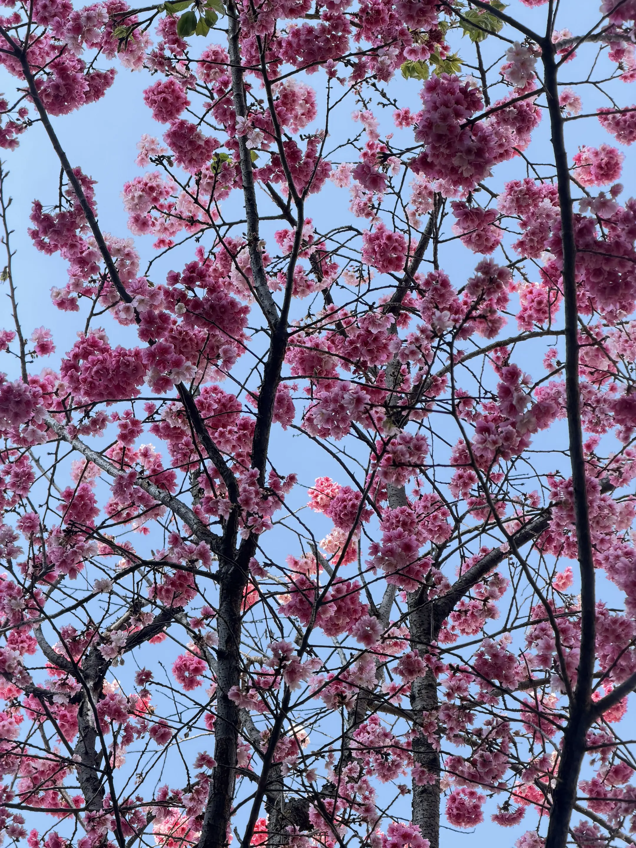 用镜头捕捉春天 把生活过成诗春天的花随手一拍就是大片呀