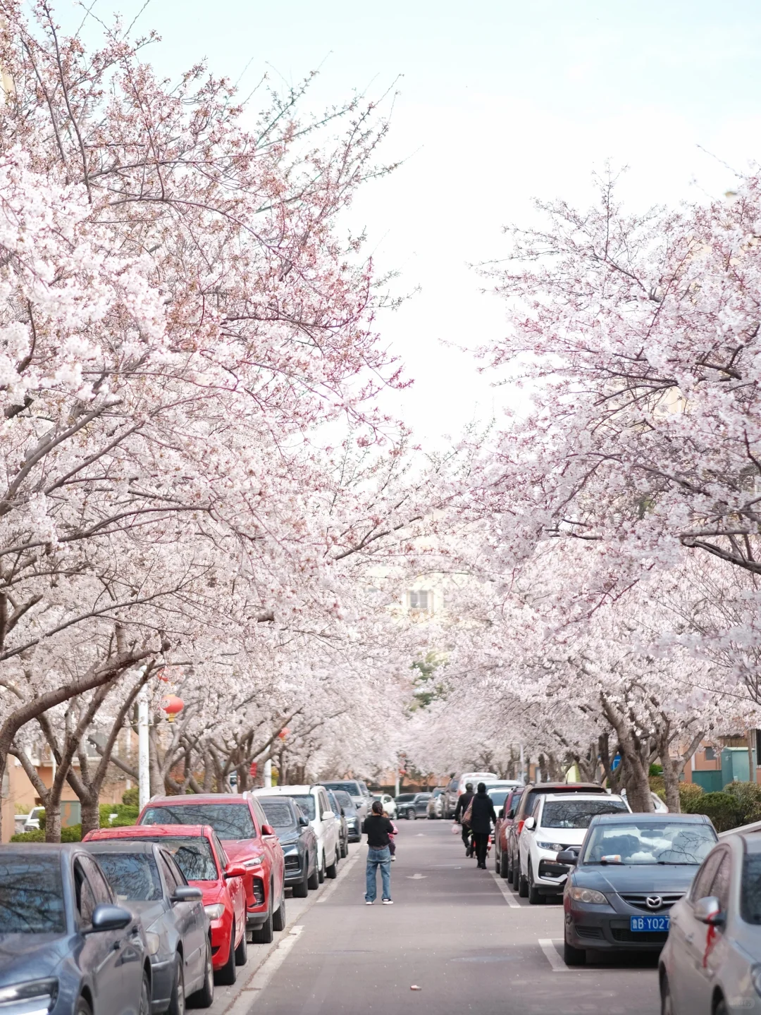 青岛翠湖社区的樱花开啦🌸人少小众值得冲‼️