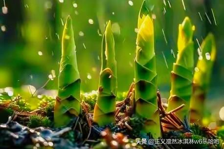 研究发现竹笋有望成为“超级食物”，这消息挺让人惊喜。竹笋这东西，口感脆嫩，味道鲜
