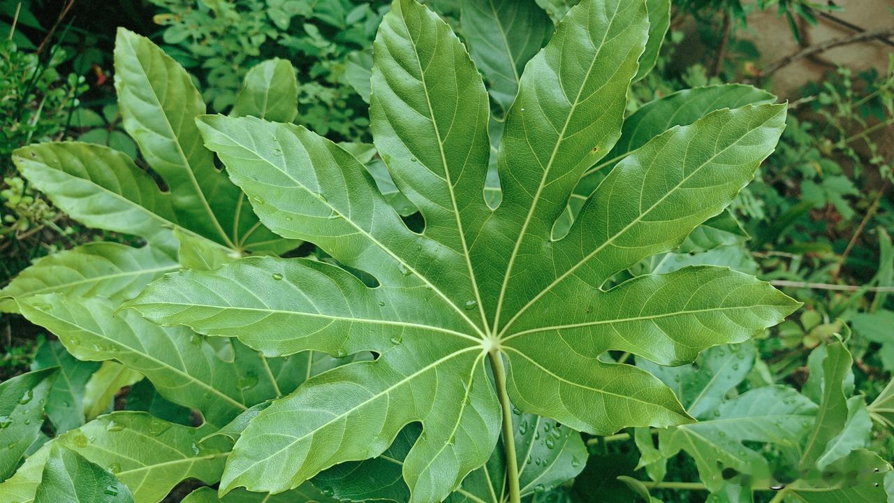 这是八角金盘，它是五加科八角，金盘属的常绿植物，因为叶片常为掌状裂叶8片（也有九