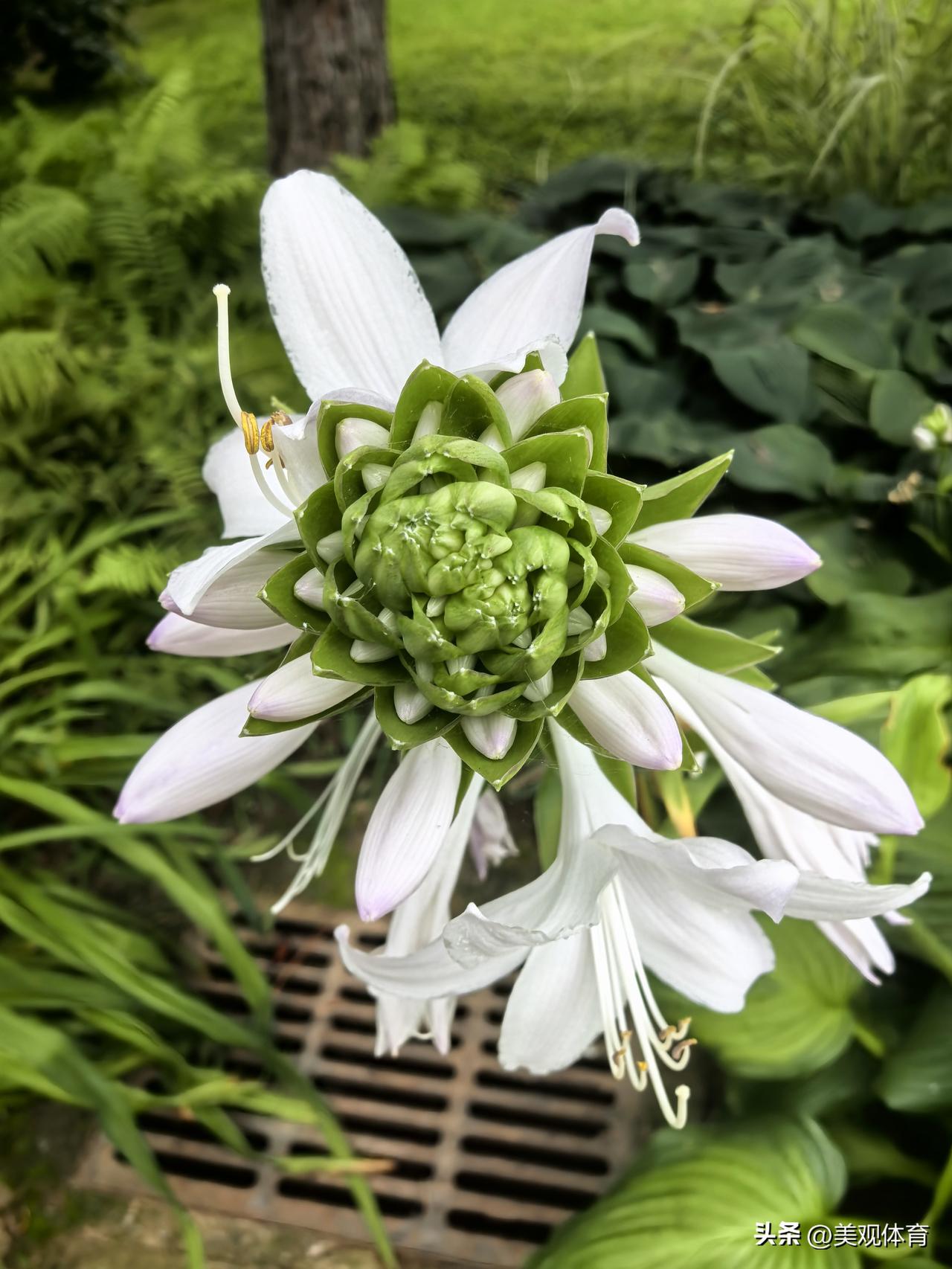 颐和园内的玉簪花和千屈菜 ，虽然比不上同时开放的荷花那样艳丽，但是也给夏季的颐和