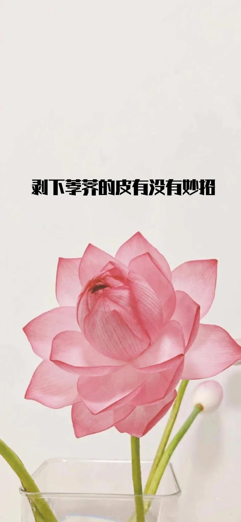 荸荠真好吃，
尤其它是我的最爱。
脆甜，甜到可媲美梨子，
炒熟的荸荠香气却比梨子