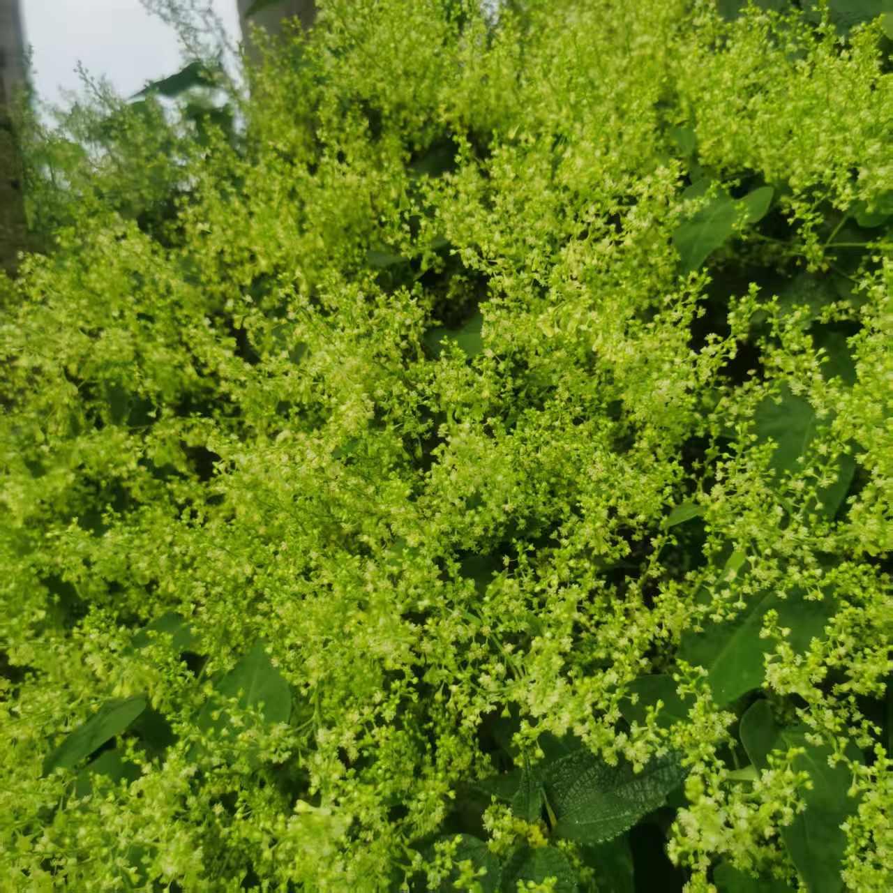 婚礼进行中，水花不断。

亲戚打来电话，问，我家儿子结婚，婚车请了几辆，每辆车给