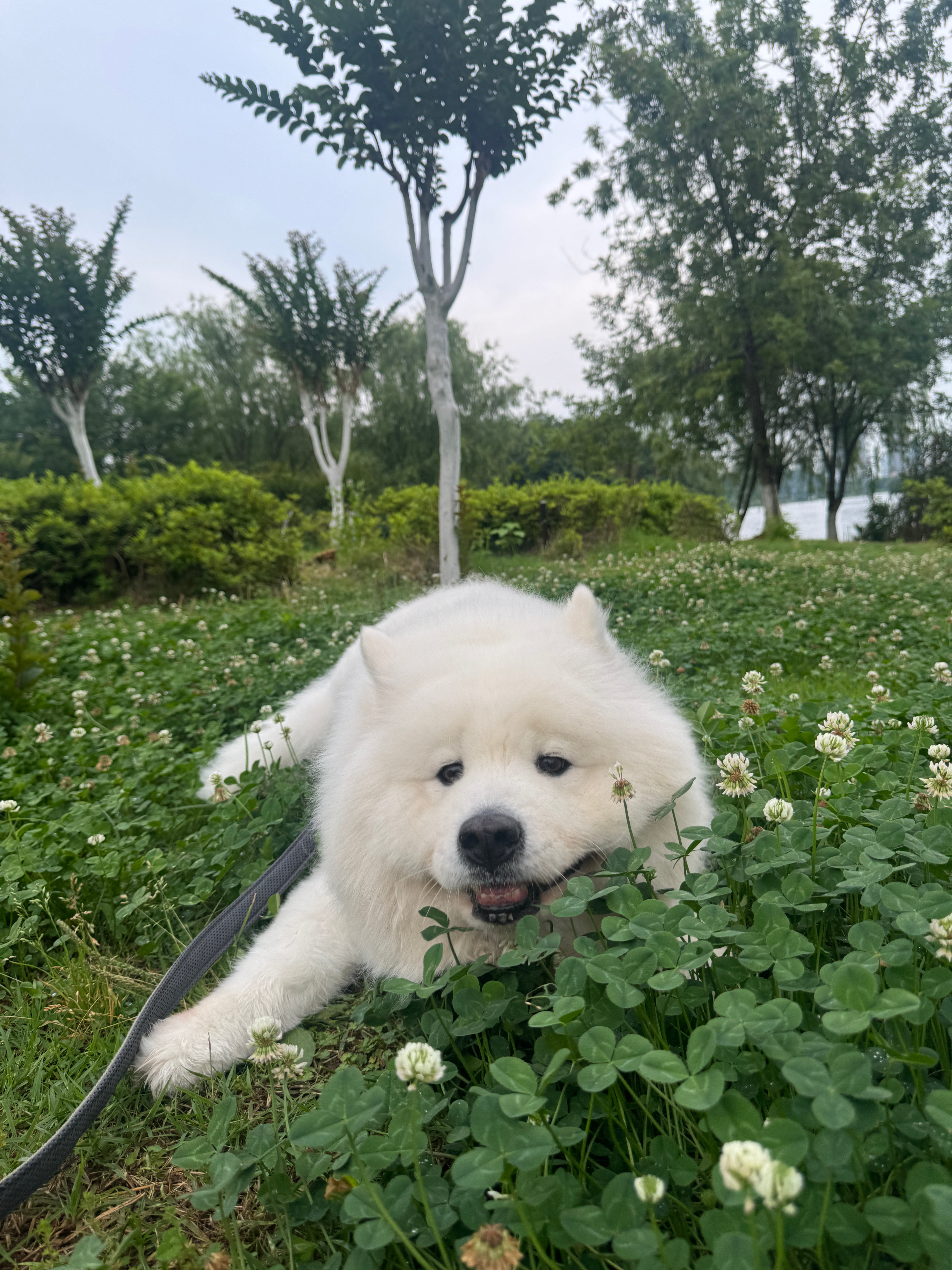 打破腿短传闻