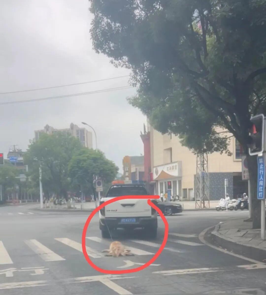 #城市管理秩序不应以漠视生命为代价#【快评丨城管执法车拖行犬只致死，“缺乏专业工