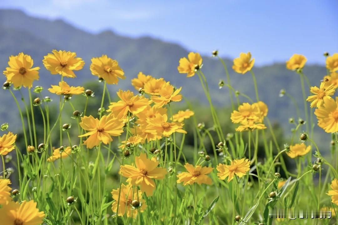 夏日悠闲自得