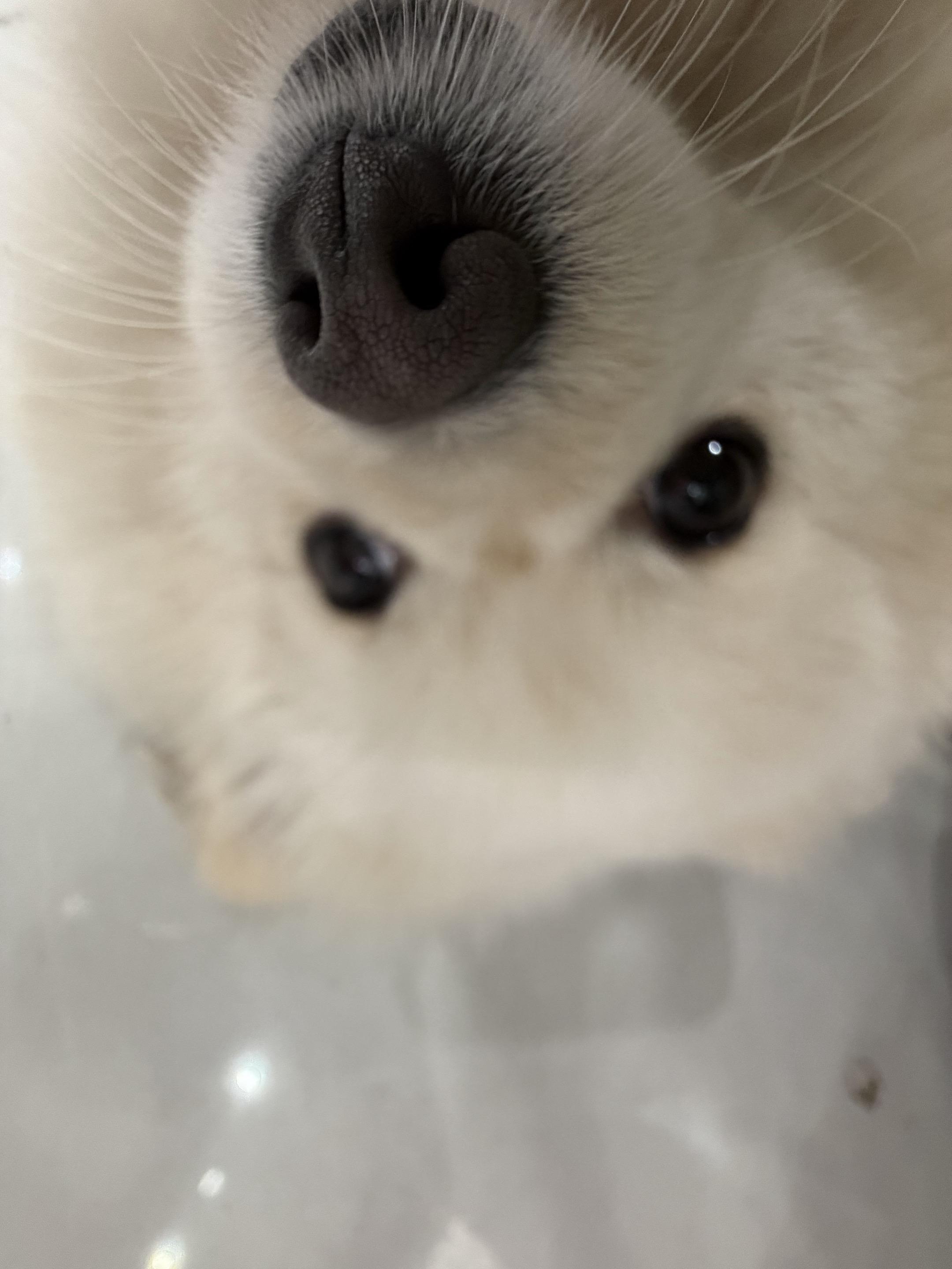 萌不行了