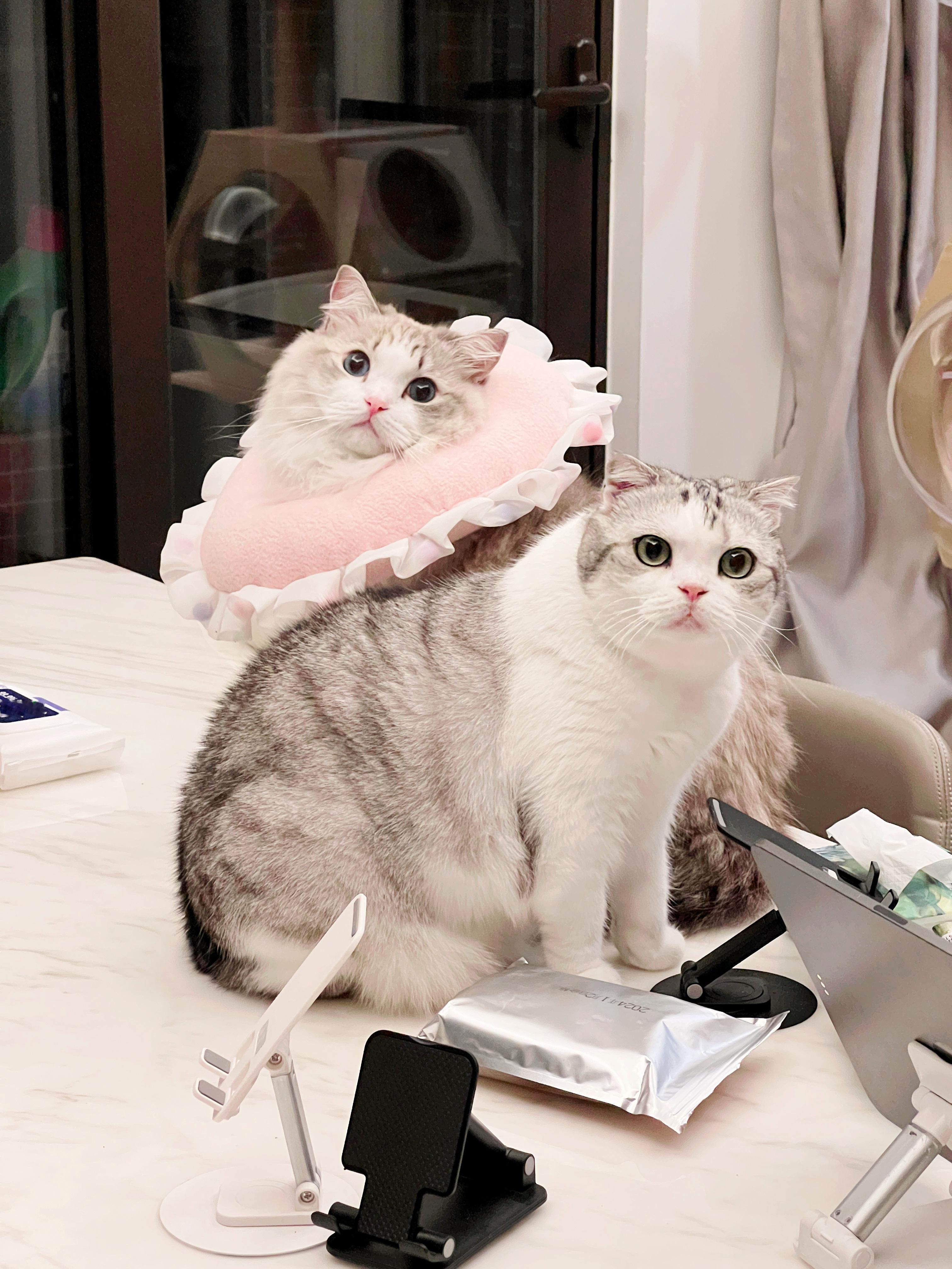 当小猫咪发现妈妈手里拿着好吃：#萌宠闹新春# ​​​