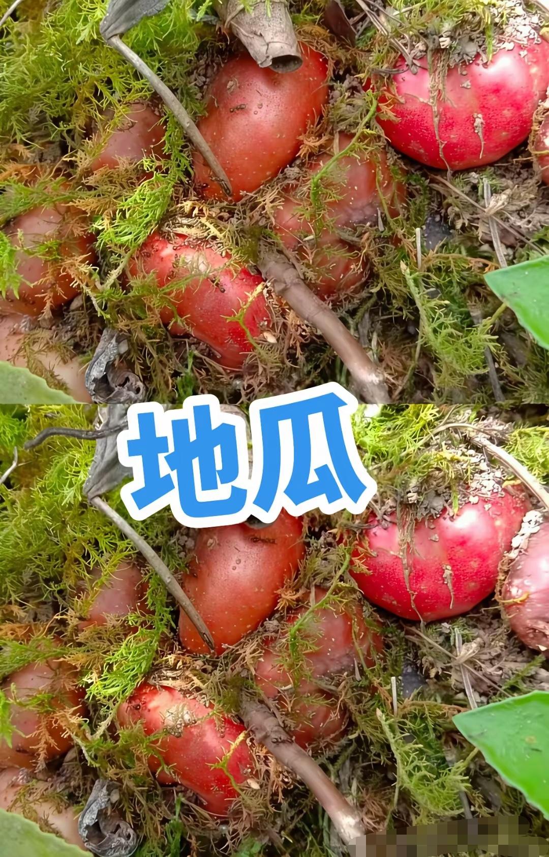 这样的草莓地瓜你吃过了吗