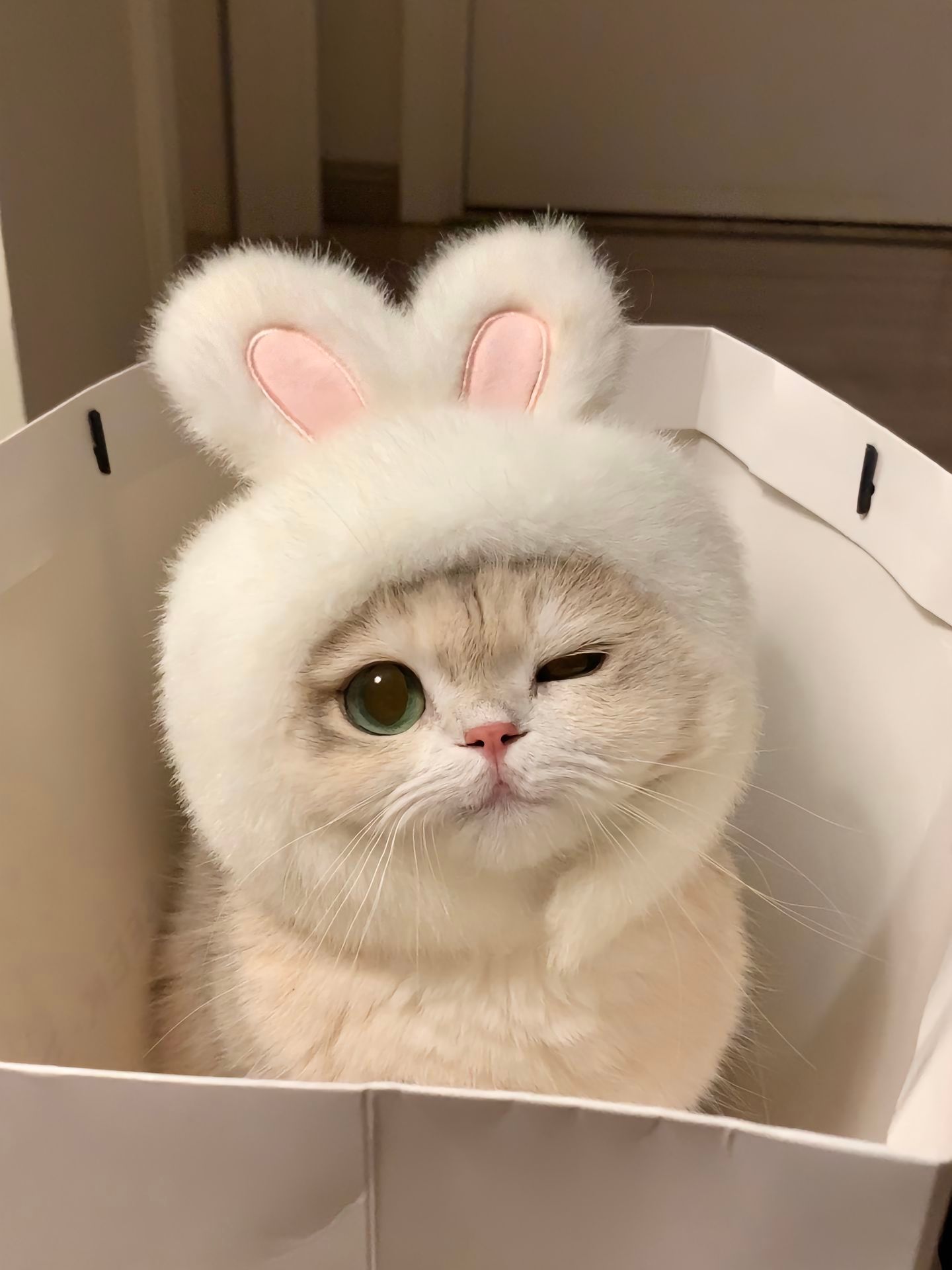 谁能抵抗住小兔薄的诱惑