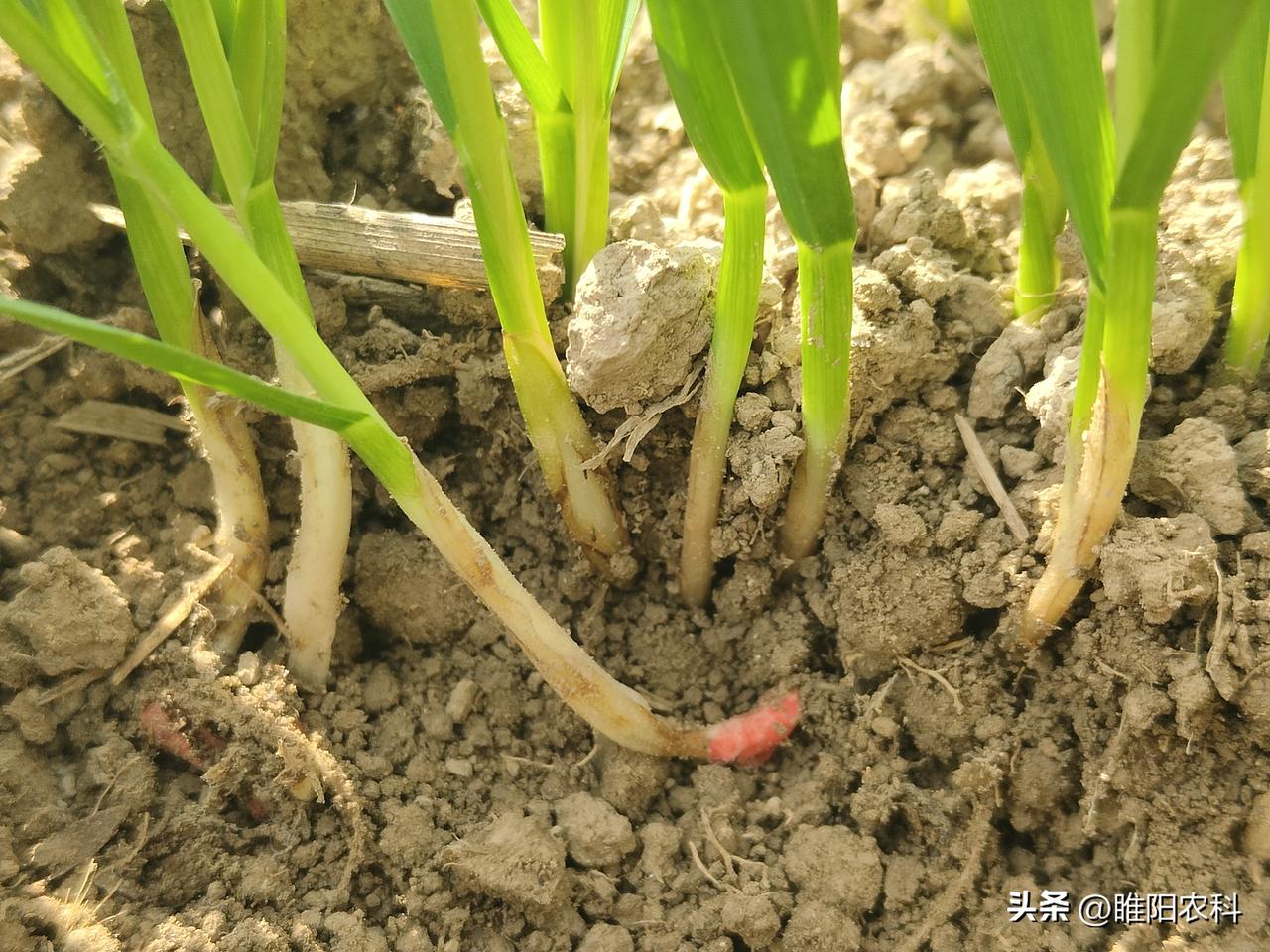 小麦年前第一遍药，什么时间打效果最好呢？
小麦年前又一个关键期，就是小麦分蘖期，
