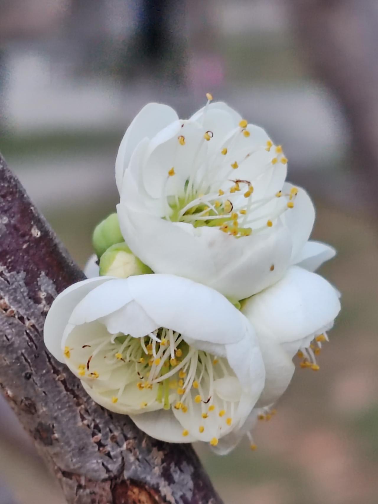 春节拜年是中国传统民俗，见人就拜年并无不妥，还显得热闹、喜庆。不过，人们主要的拜