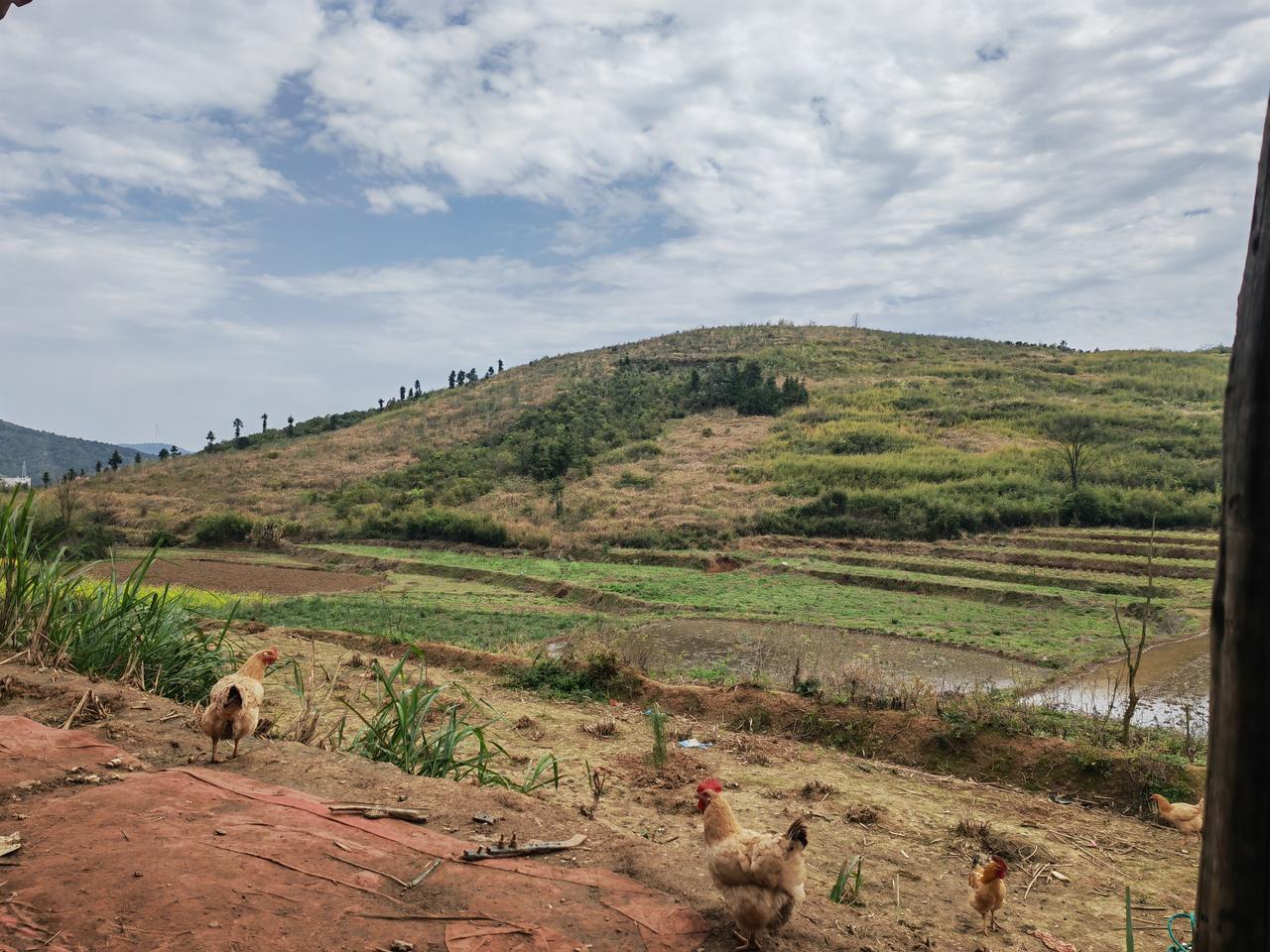 给大家看一看山头。远看山有色，近听水有声，春去秋还来，人来鸡不惊，人来鸭不惊。[