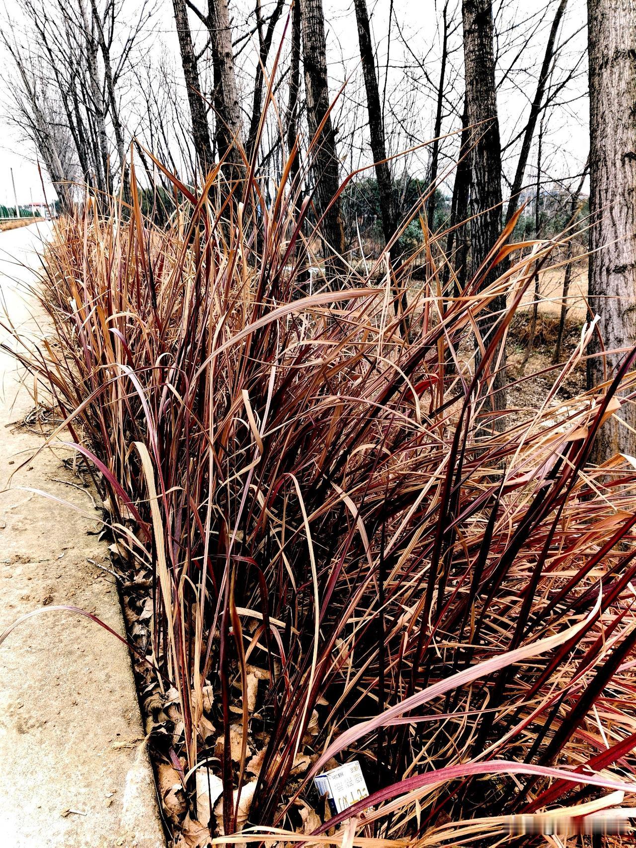 今天出门逛街，在路边瞅见一丛特别的草，一下子就被吸引住了！这草不像普通的绿草，茎