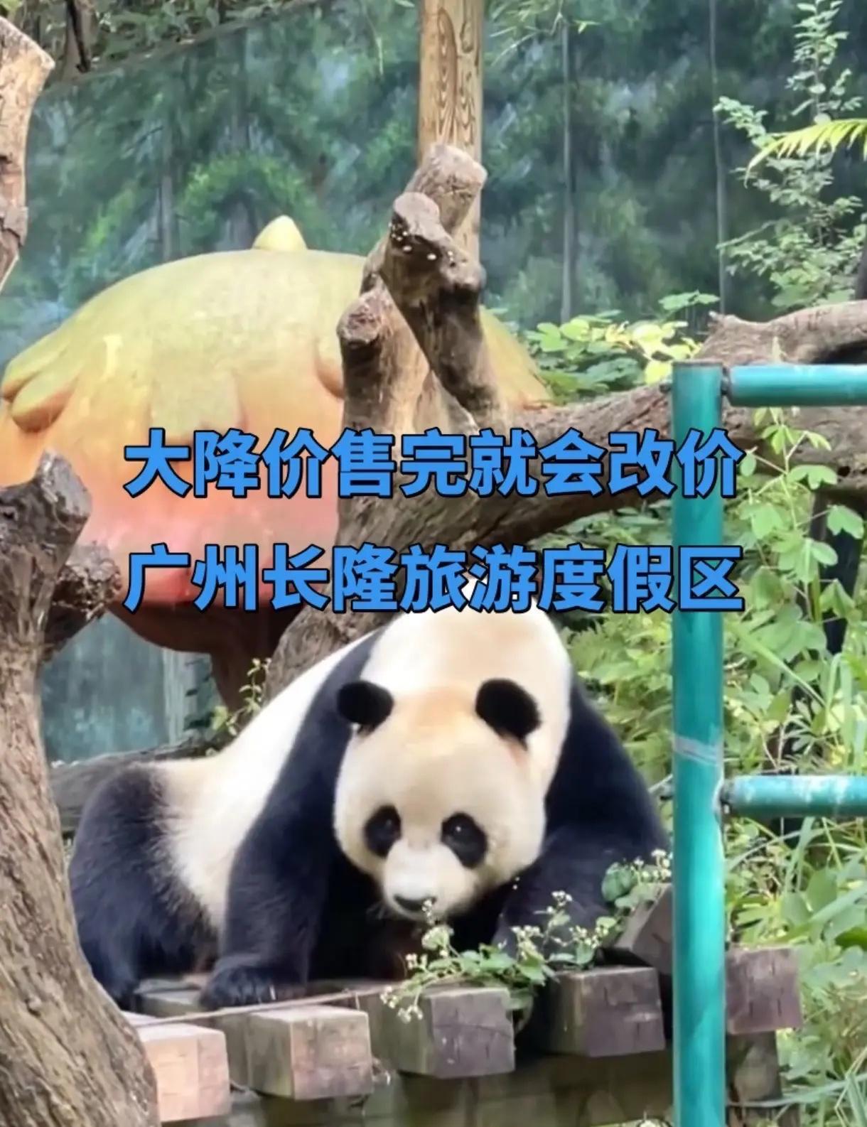 广州长隆旅游度假区野生老虎 长隆大熊猫 长隆大熊猫