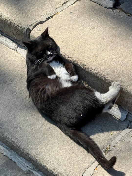 济南五龙潭偶遇大胖猫！！吼可爱！