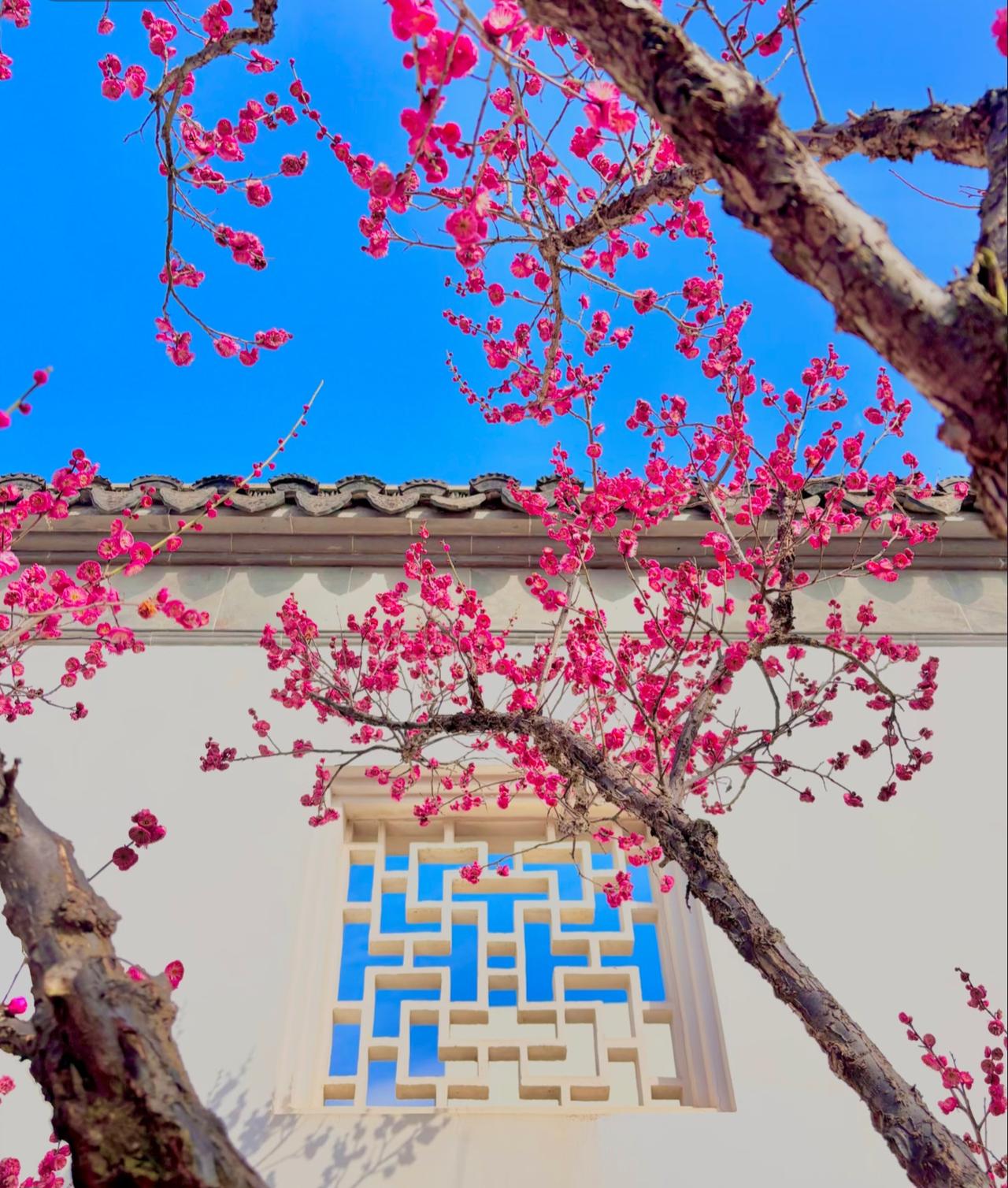 期待苏州的红梅盛开！
前不久才去苏州拍过腊梅
现在又开始期待红梅啦
苏州就是这样