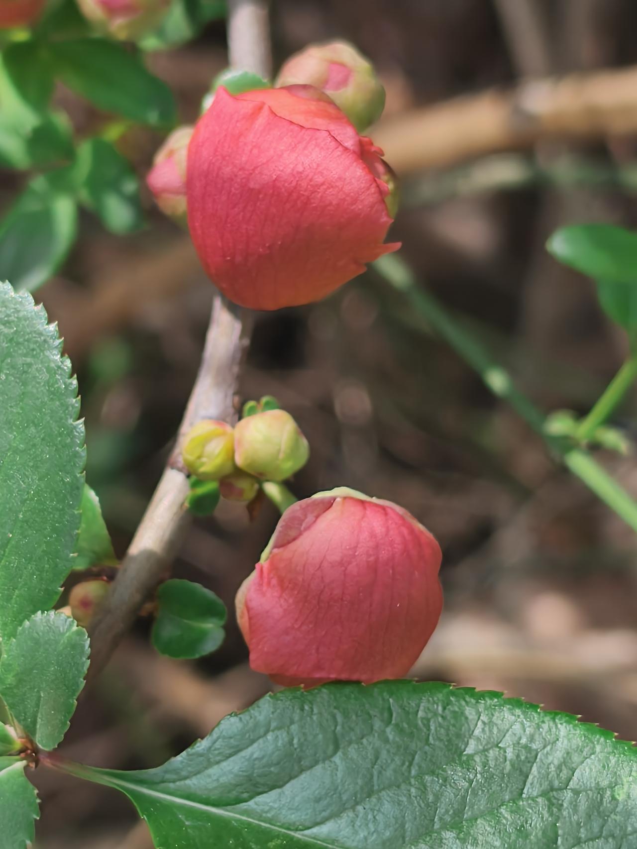 哪里也不去，就在家里看花！
媳妇儿说，在家里有什么花儿看啊！
我自豪地说，家花！