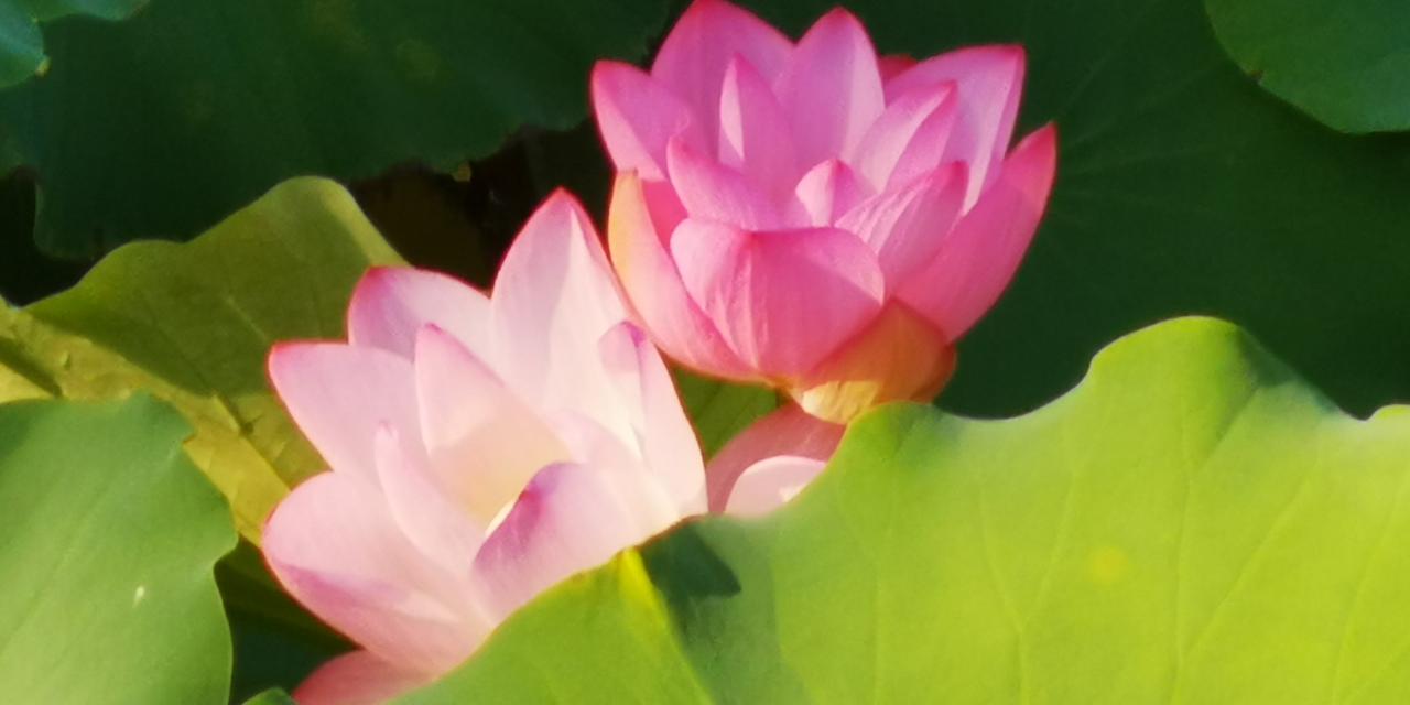 梦非花，花非梦，
花开梦里亦清明，
梦花泪莹莹。

花非花  梦非梦
梦花花梦又