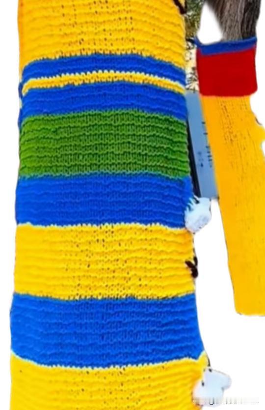 给树穿毛衣，这得花多少钱，钱谁来出？


这几天，网上看到济南街头树都穿上了“毛