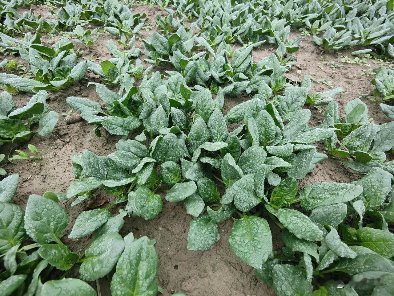入冬前的菠菜最好吃。主要原因有三个：1、光照充足，昼夜温差大，菠菜积累的营养物质