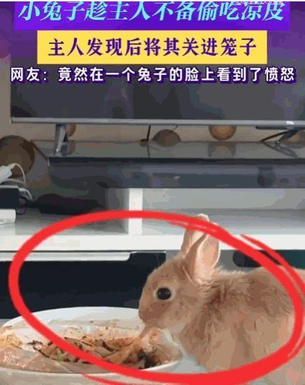 笑不活了！6月10日，宁夏一男子家里养的兔子，竟然趁他不注意，偷吃一碗全是辣油的