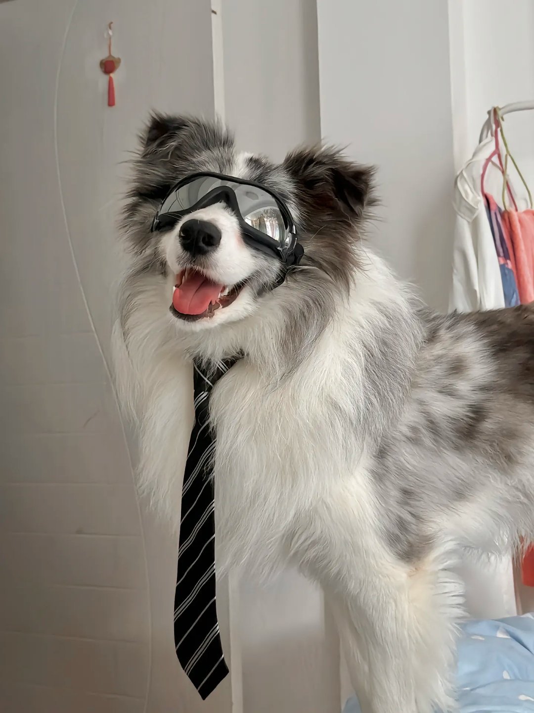 帅气的陨石边牧#萌宠##狗狗##陨石边牧# ​​​