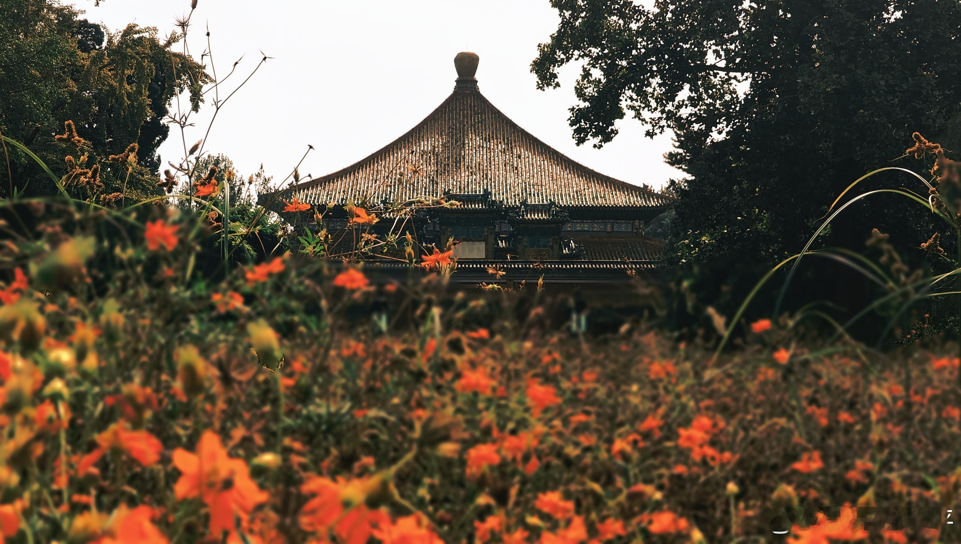 北京北海万佛楼秋，橙花如火，鹿影绰绰。古建筑与自然交织，梦回旧时庭院🍂🦌摄影