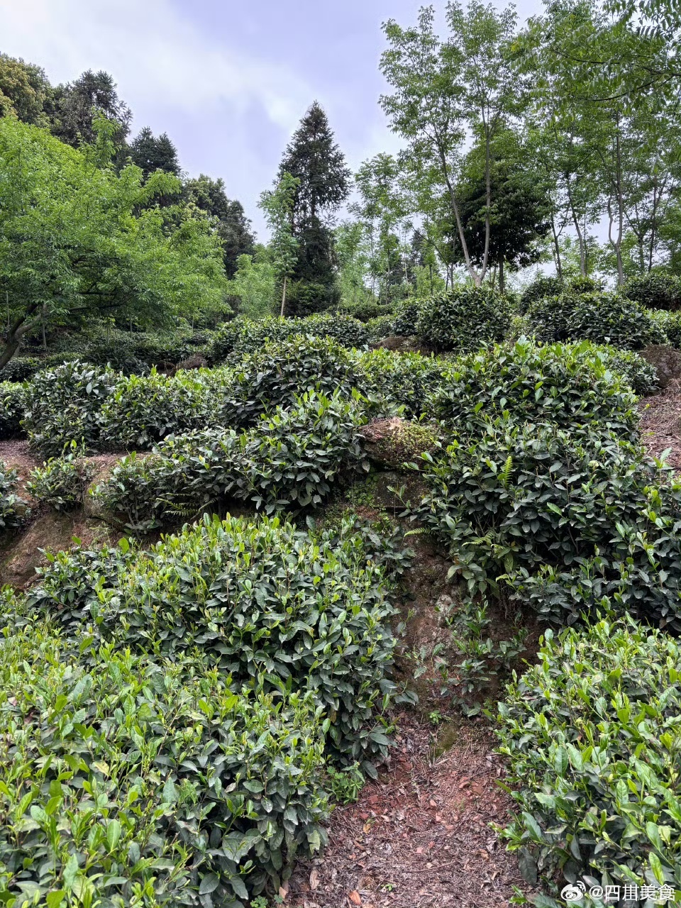 味浓劲大的清代花楸贡茶，这个价格买到全程纯手工搓的甘露绿茶绝对划算。火候和揉捻力