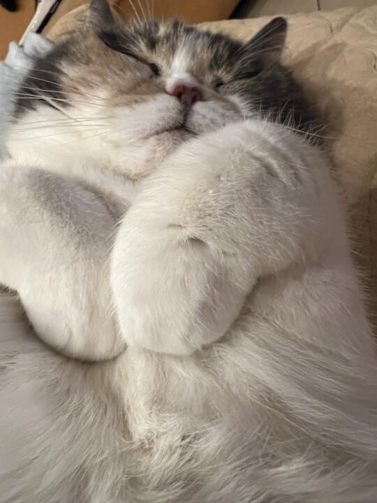 睡觉小猪咪