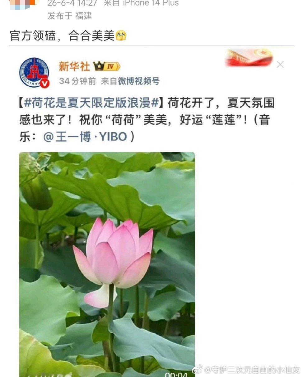 我快被老虾笑死老虾快被美合逼疯