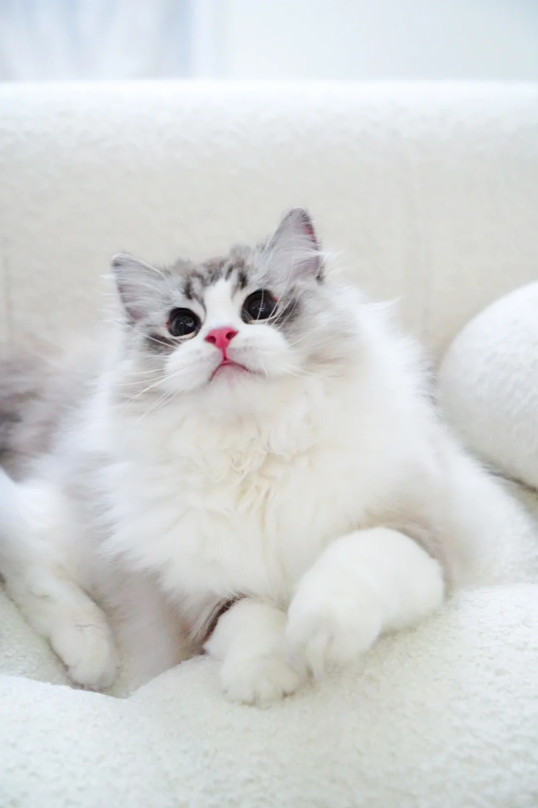布偶猫｜宝包～你是一个小甜包呐❤️