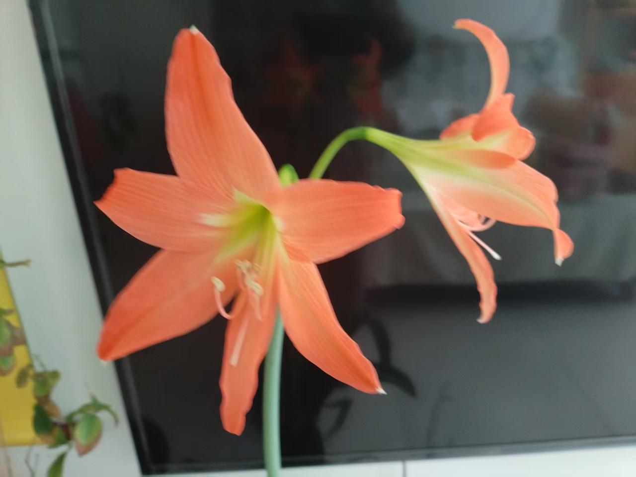 对红开了，虽然晚了几天，但还在正月。