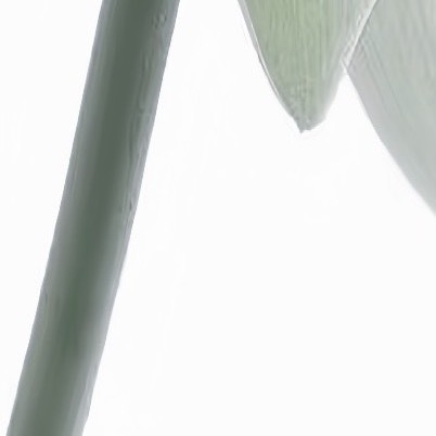 0000昙花的种植方法：1. 选择合适的环境：昙花喜欢生长在明亮、湿润、通风良好