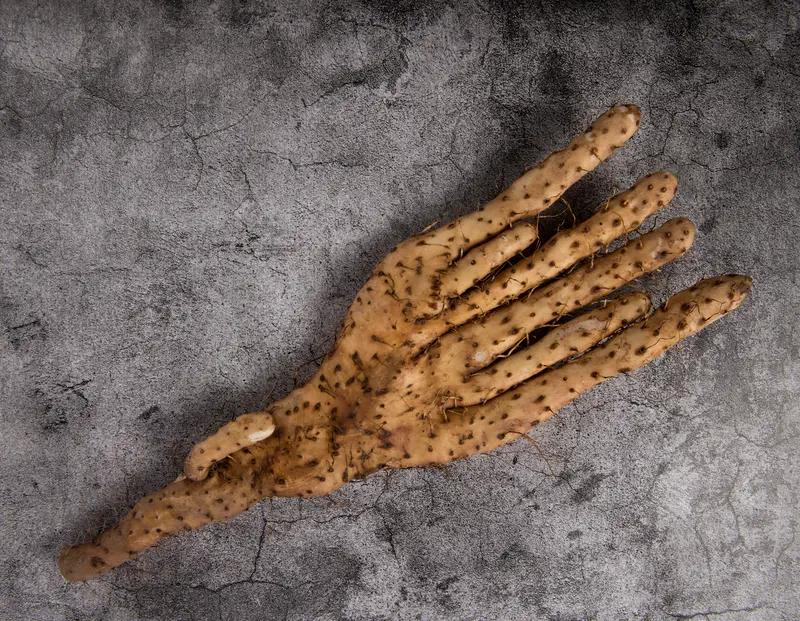 老人挖出酷似人手的“淮山手” 广东揭阳一老人在菜地挖出个“淮山手”，那模样跟人手