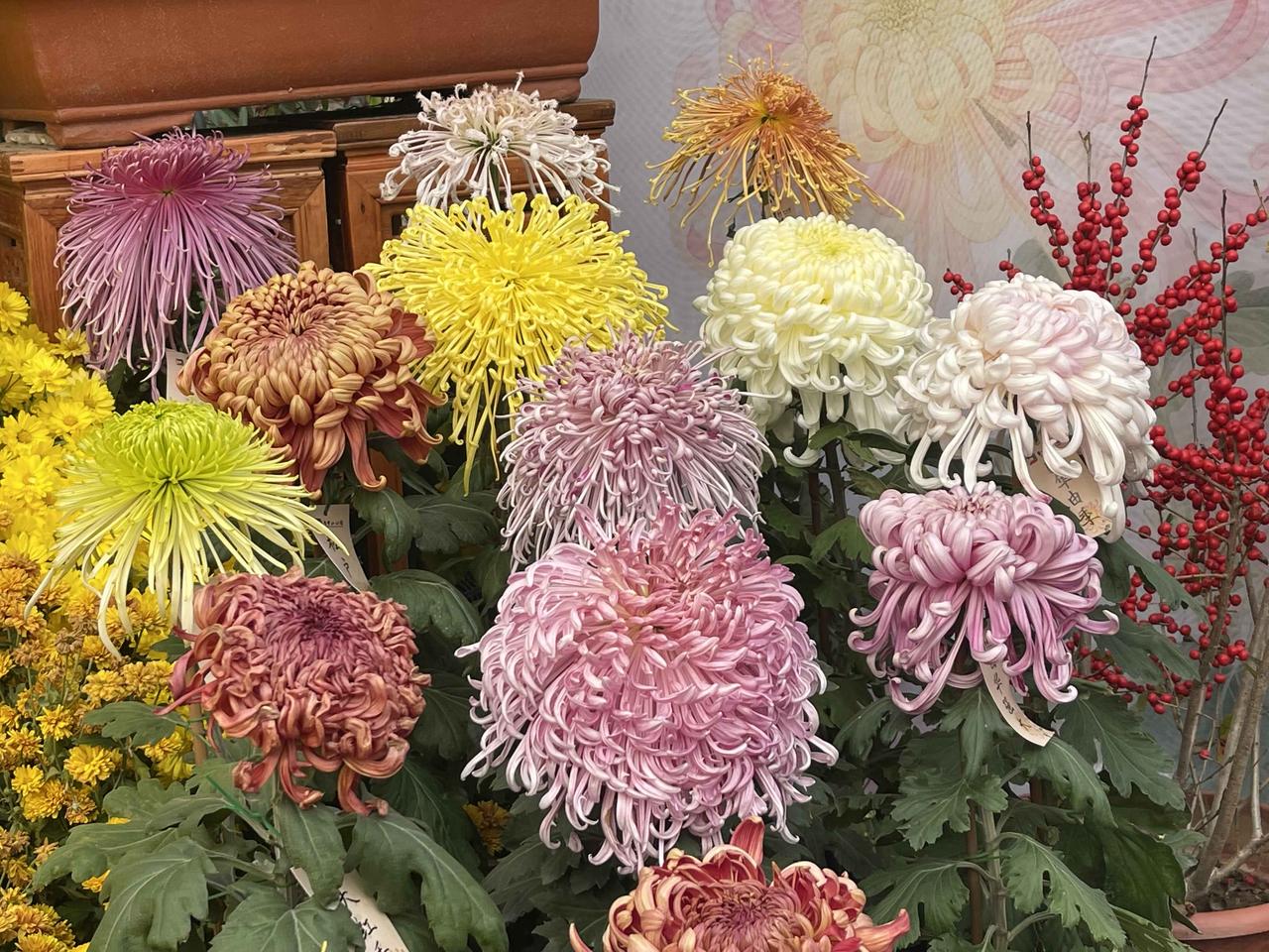 北海公园赏菊展