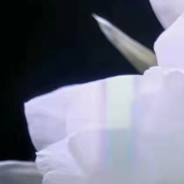 种植 种植文案 0000昙花的种植方法1、盆土的选择昙花喜富有腐殖质、排水好、疏