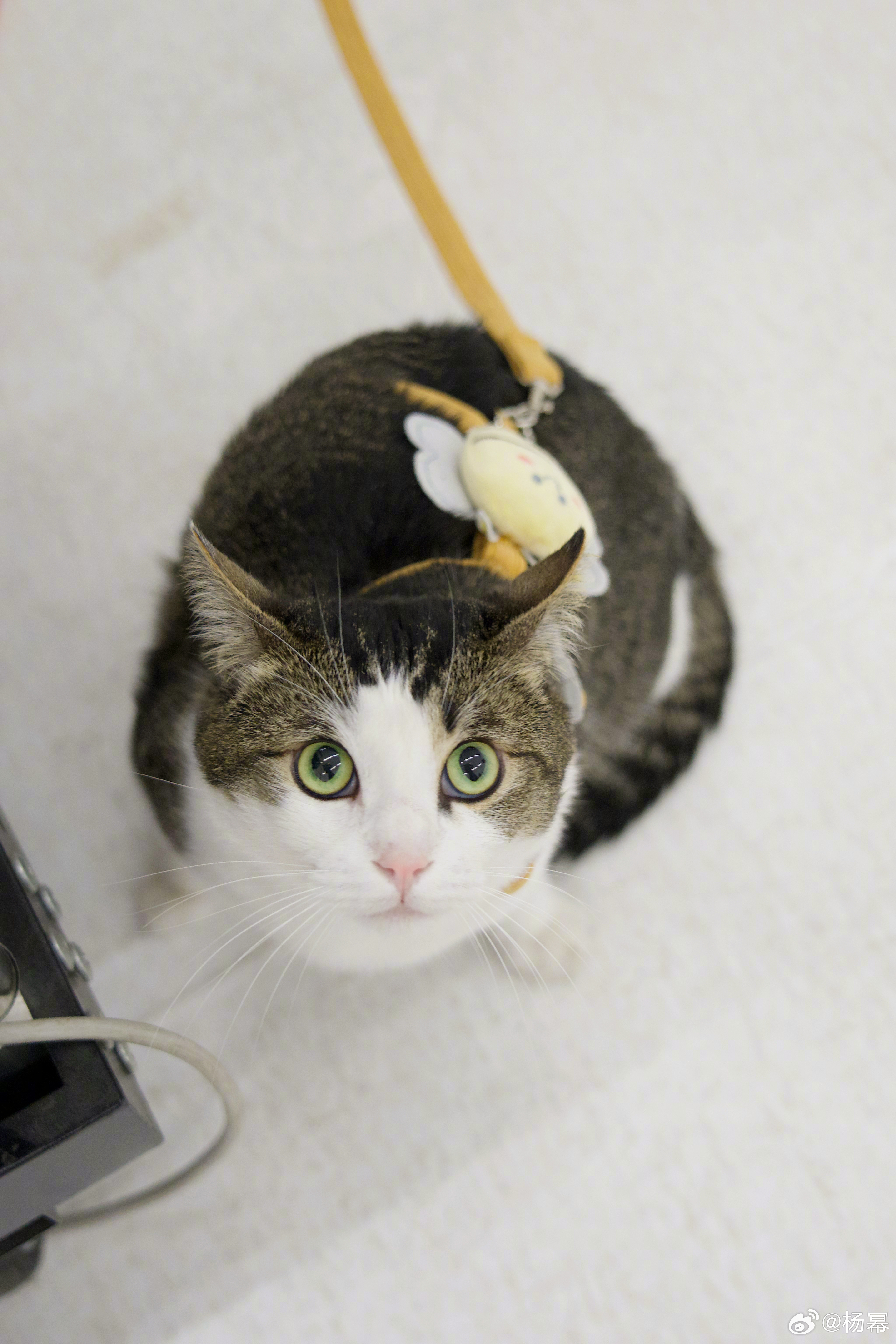 杨幂  窝幂就这样拿着小蜜蜂🐝逗猫咪🐱！此刻羡慕巧巧了感觉巧巧变圆了哈哈 