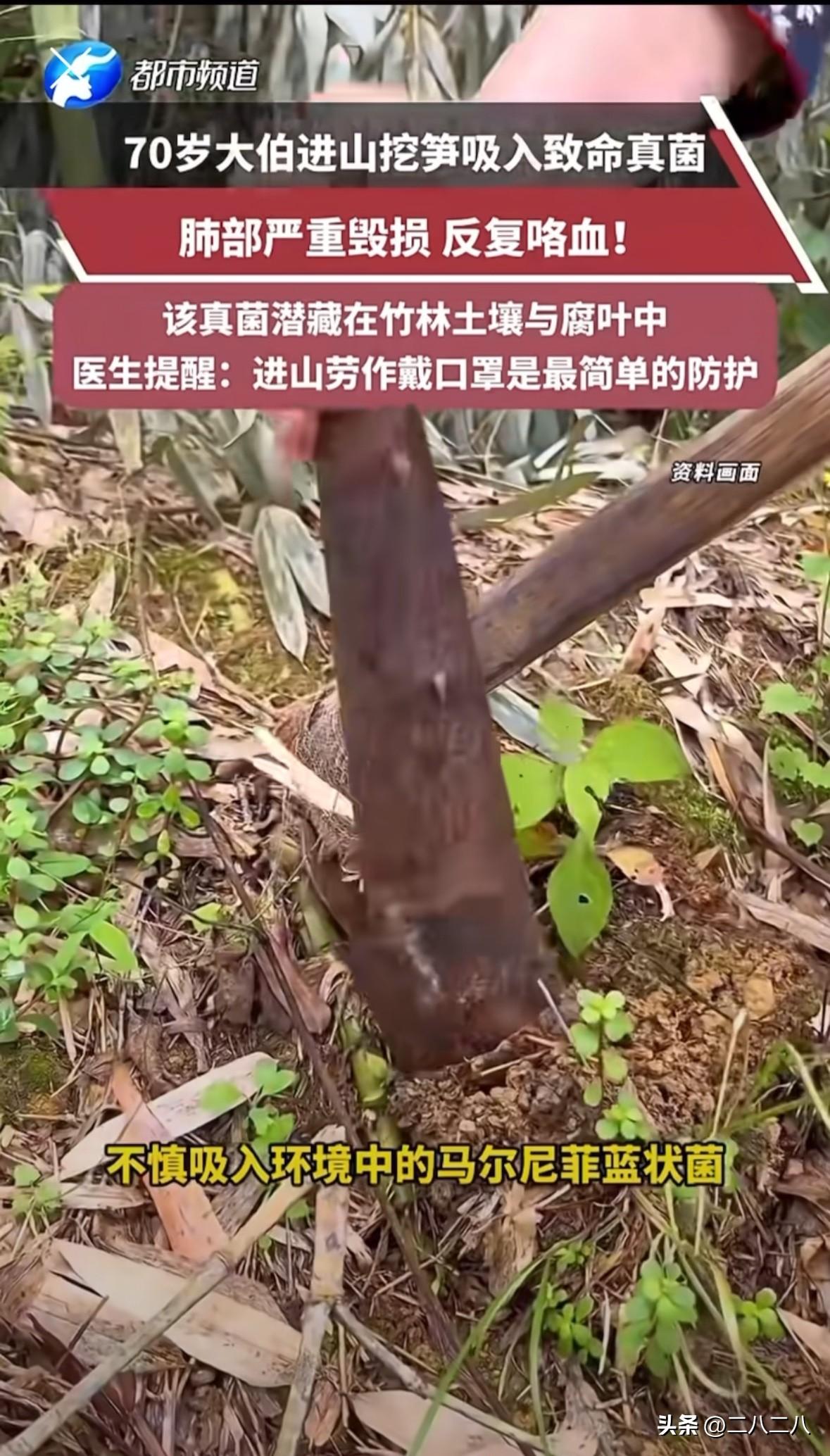 危险还是发生了！杭州，一70岁大伯频繁进山挖笋、劳作时，吸入了混杂在尘土、枯叶中