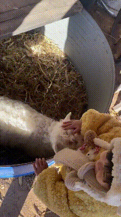 宁夏这只会“装死”的小羊走红了，它和小孩很友好，一起可以玩耍，一看见大家就表演“