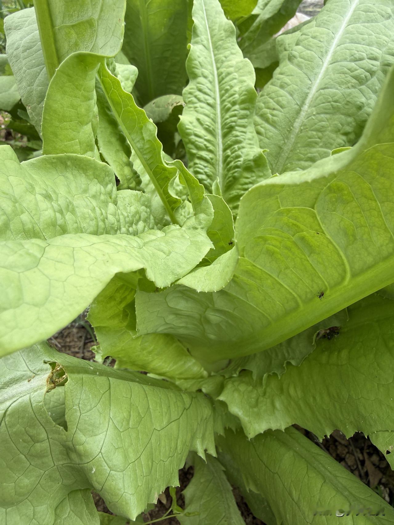 【小对联】
上：……？
下：新型。